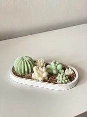 Sukulenti set  — slika 1