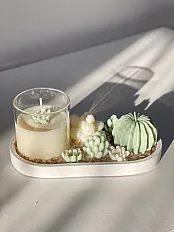 Sukulenti zeleni set — slika 2