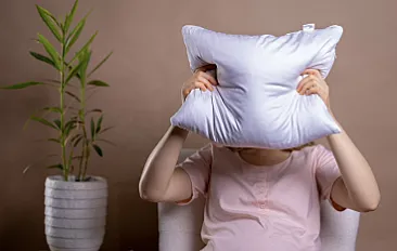 Koala pillow media